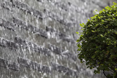 Close-up of fresh green tree