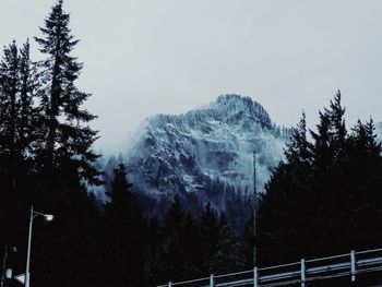 Low angle view of trees against clear sky