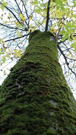 Low angle view of tree against sky