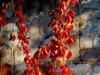 Close-up of red flowers growing on stone wall