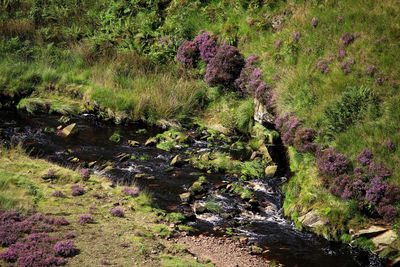 Plants growing on field