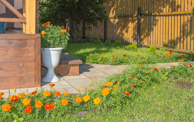 Flowers growing in garden