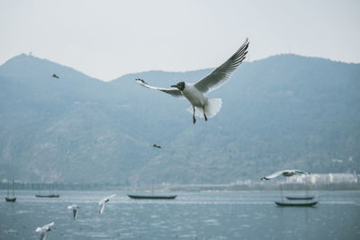 Seagulls flying over sea against sky