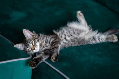 High angle view of cat sleeping