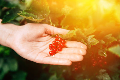 Close-up of strawberries