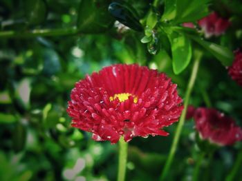 Close-up of red flower