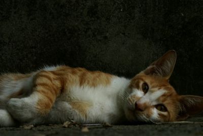 Close-up of stray cat lying down