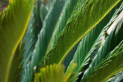 Close-up of palm leaves