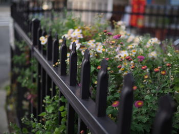 Potted plants growing by railing