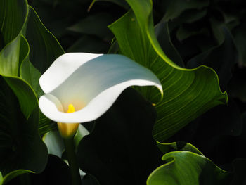 Close-up of white flower