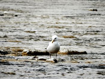 Seagull on beach