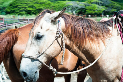 Close-up of a horse