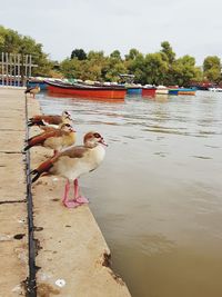 View of birds on beach