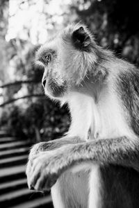 Monkey looking away