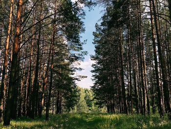 Trees in forest against sky