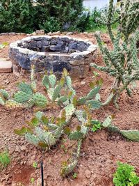 High angle view of tree stump on rock