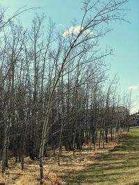 Bare trees on field against sky