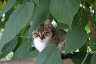 Close-up portrait of cat on tree