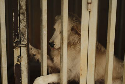 View of dog in cage