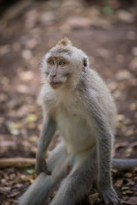 Portrait of monkey sitting outdoors