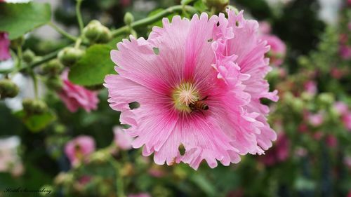 Close-up of pink flowers