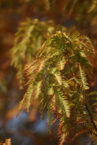 Taxodium native to north america