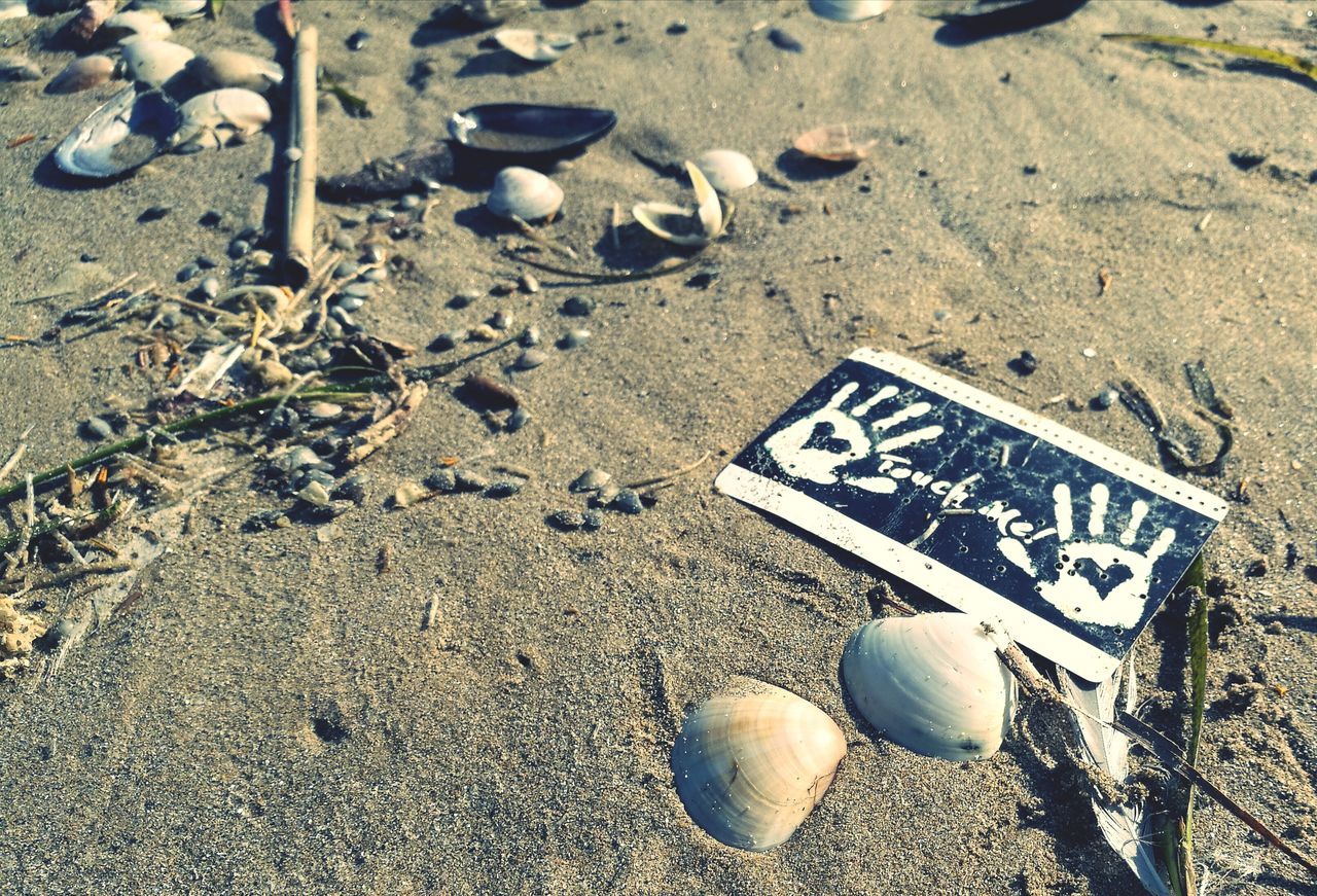 HIGH ANGLE VIEW OF SHELL ON BEACH