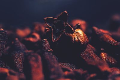 Close-up of dry leaf on field