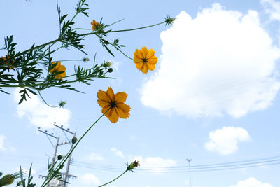 Low angle view of flowering plants against sky