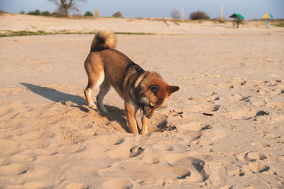 Dog walking on sand