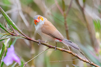 Close-up of bird perching on tree