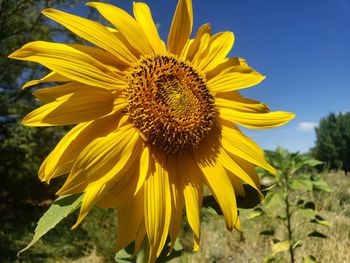 Close-up of sunflower