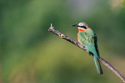 Close-up of bird perching on branch