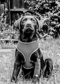 Portrait of dog sitting on field