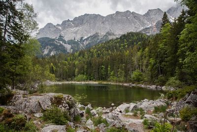 Scenic view of lake in forest