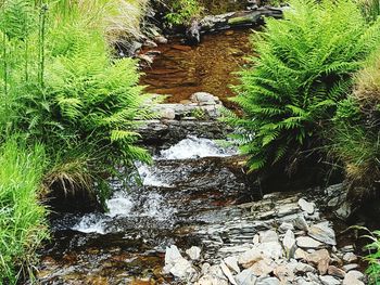 Scenic view of river amidst trees in forest