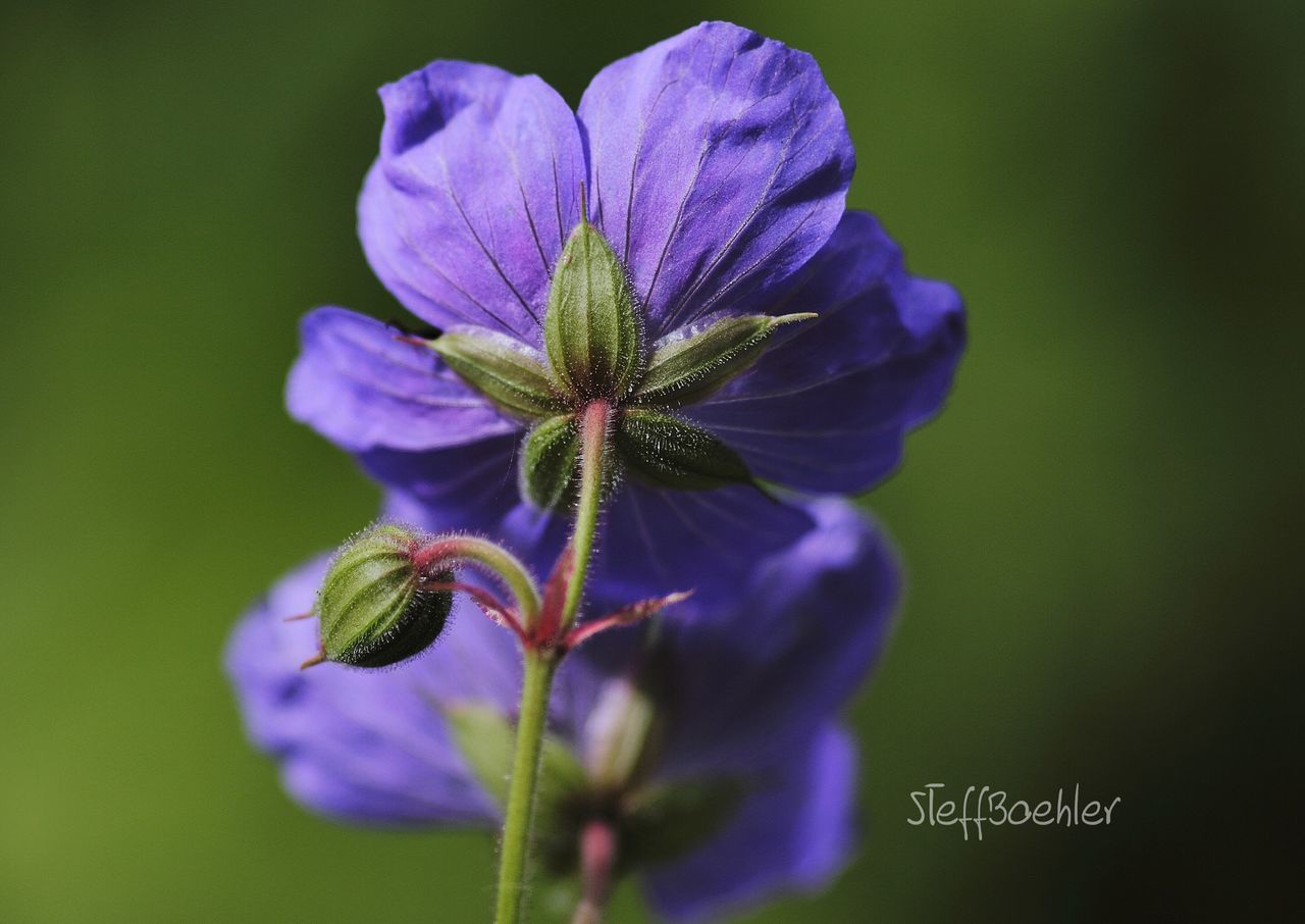 flower, purple, freshness, fragility, growth, petal, focus on foreground, close-up, beauty in nature, flower head, nature, plant, blooming, blue, stem, selective focus, in bloom, day, outdoors, no people