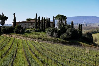 View of vineyard against clear sky