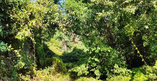 Trees growing in forest