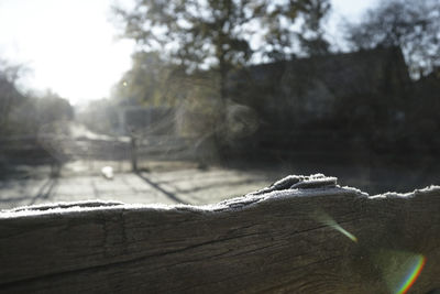 Close-up of lizard on wood