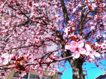 Low angle view of pink cherry blossoms against sky