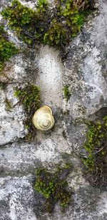 High angle view of shell on rock