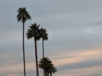 Low angle view of palm trees against sky