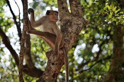Low angle view of monkey sitting on tree in forest