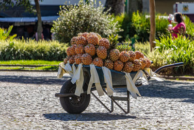 Rear view of woman holding pineapple on street