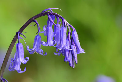 Close-up of purple flowering plant