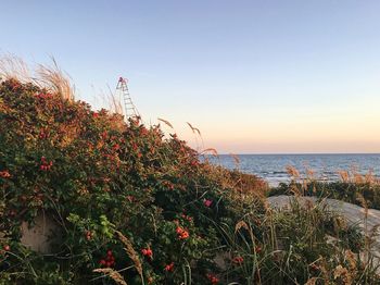 Plants growing on beach