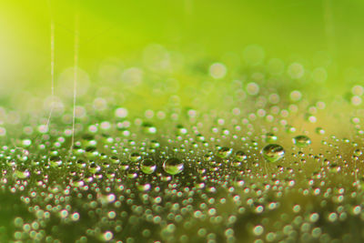 Macro shot of water drops on leaf