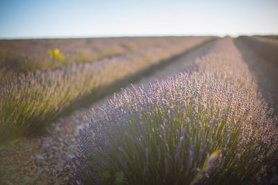 View of lavender growing on field