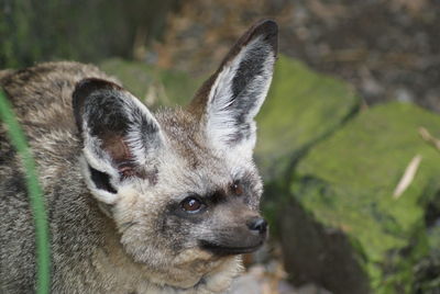 High angle view of bat eared fox